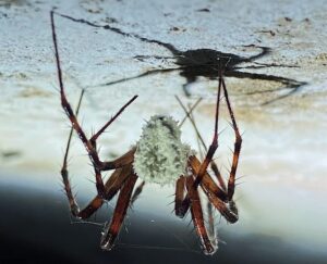 a spider upside down on a cave ceiling, infected with fungus