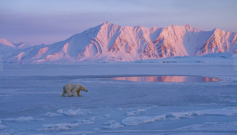 A polar bear.