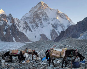 K2 at dawn as seen from Concordia, some mules and porters in forefront on the scree terrain.