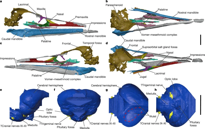 Diagram of a bird skull.