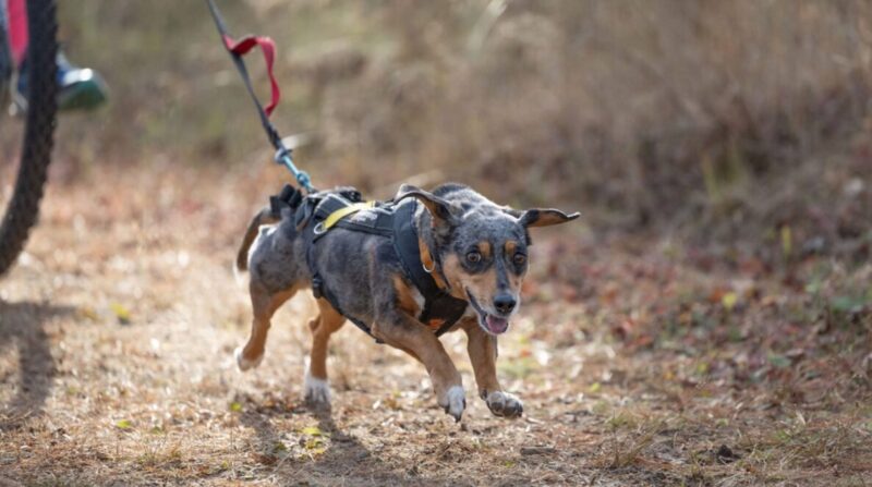 Muppy the sled dog