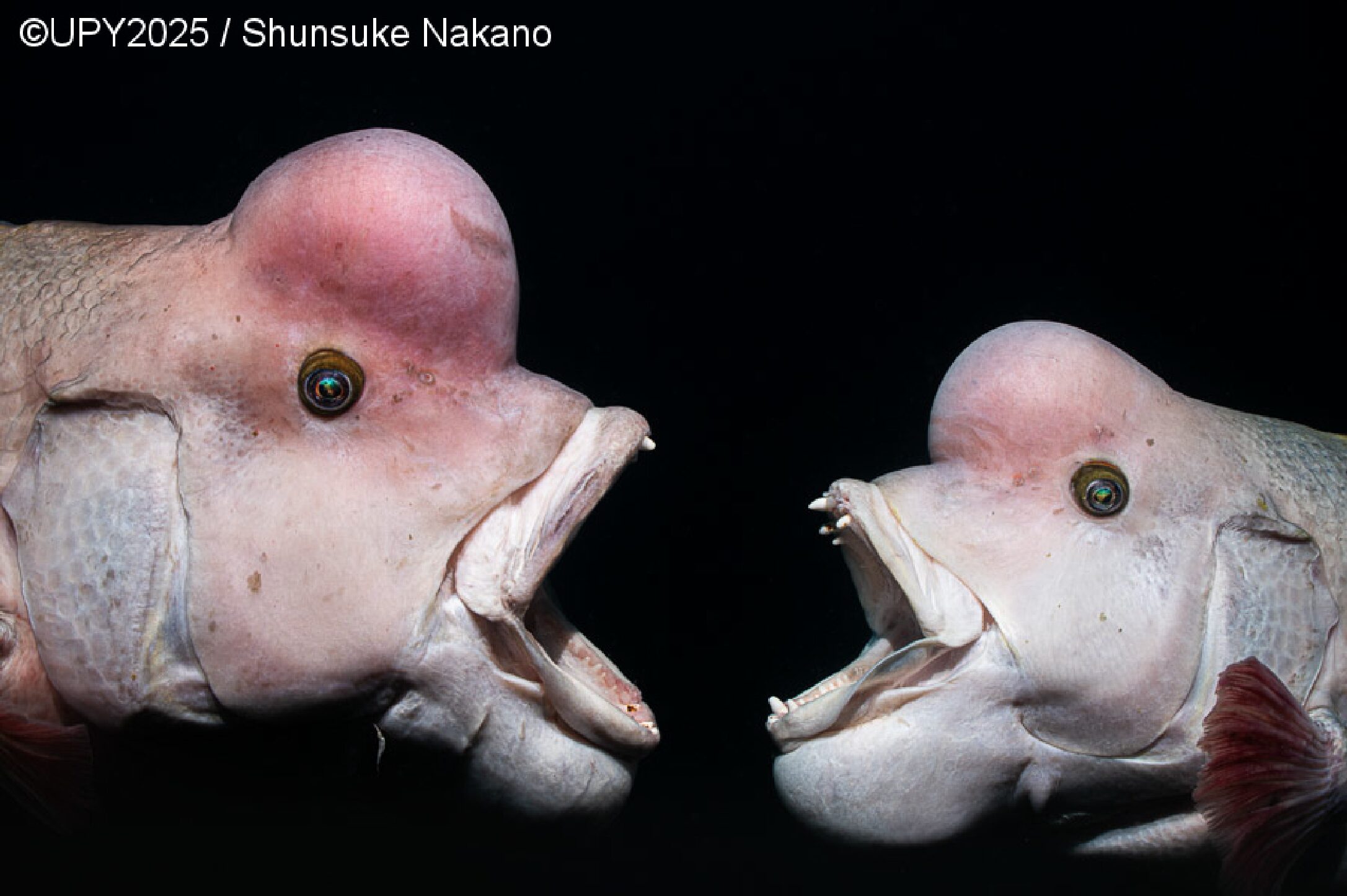 Two weird looking fish opening their mouths at each other.