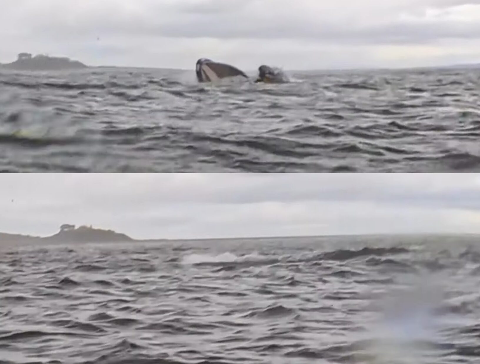 The ocean surface with whale mouth sticking out, then gone.