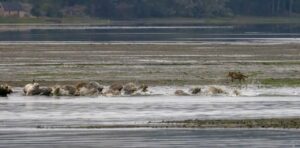 seals near beach