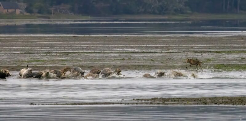 seals near beach