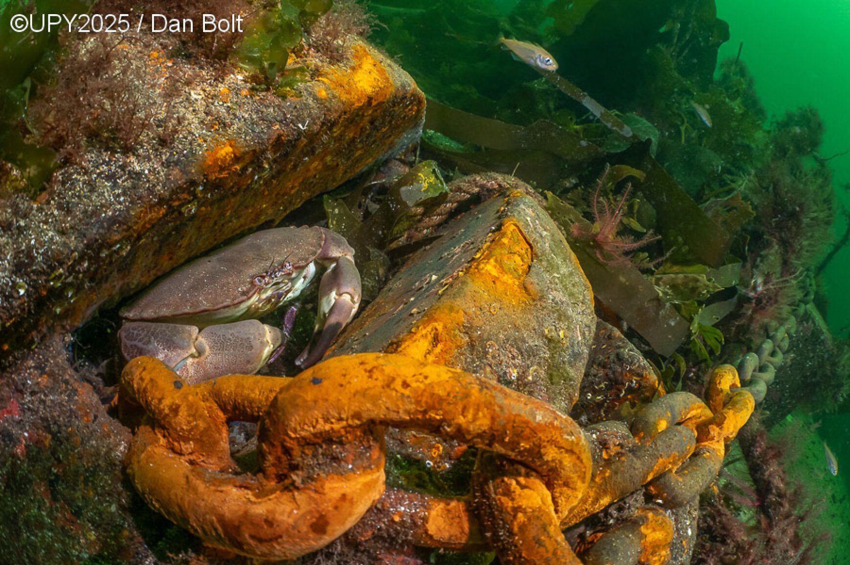 A crab resting inside a massive, rusted chain.