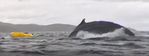 A yellow packraft in the water beside the arching back of a whale.