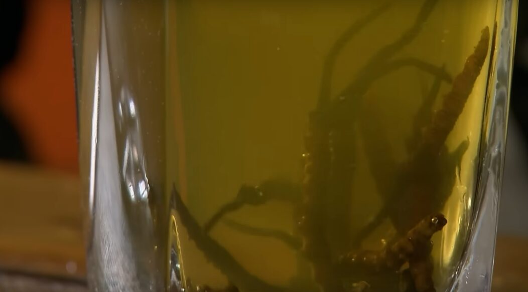 Yarsagumba floating in a glass of yellow liquid.