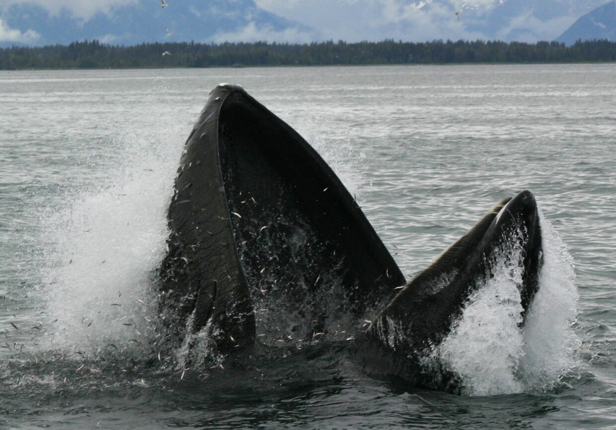 Humpback whale emerging from water with open mouth