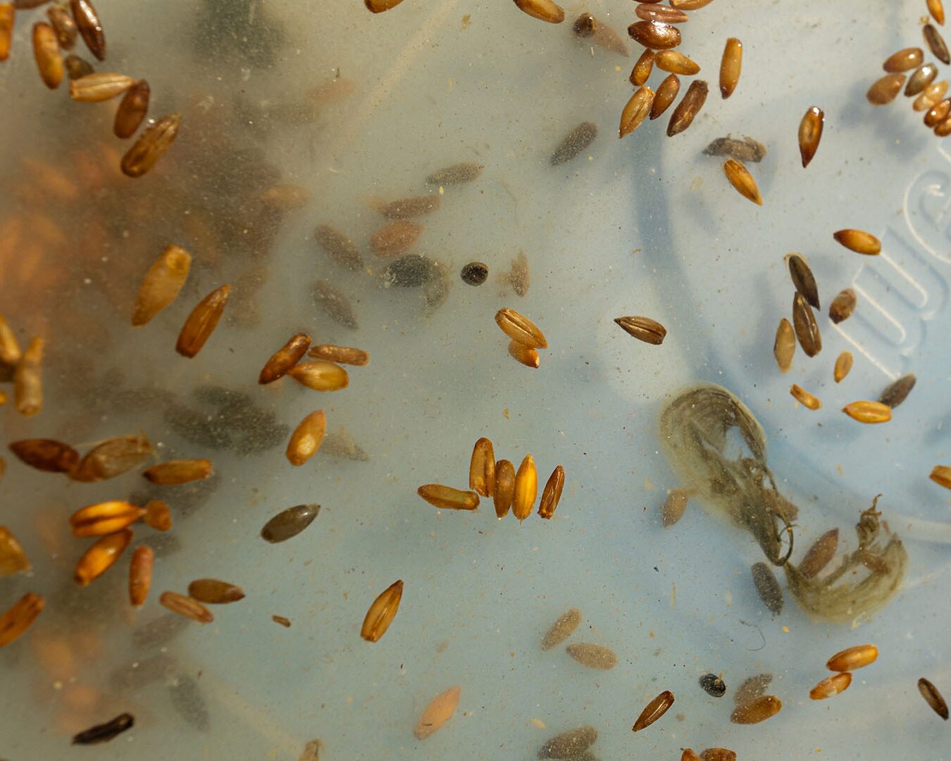 Rye seeds floating in water