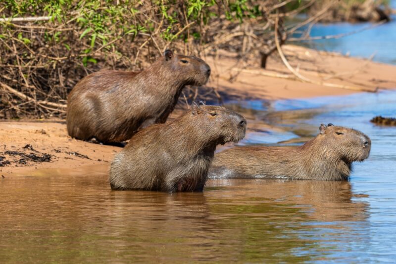 Capybara