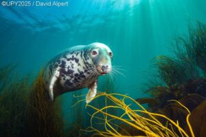 A grey seal staring at the camera.