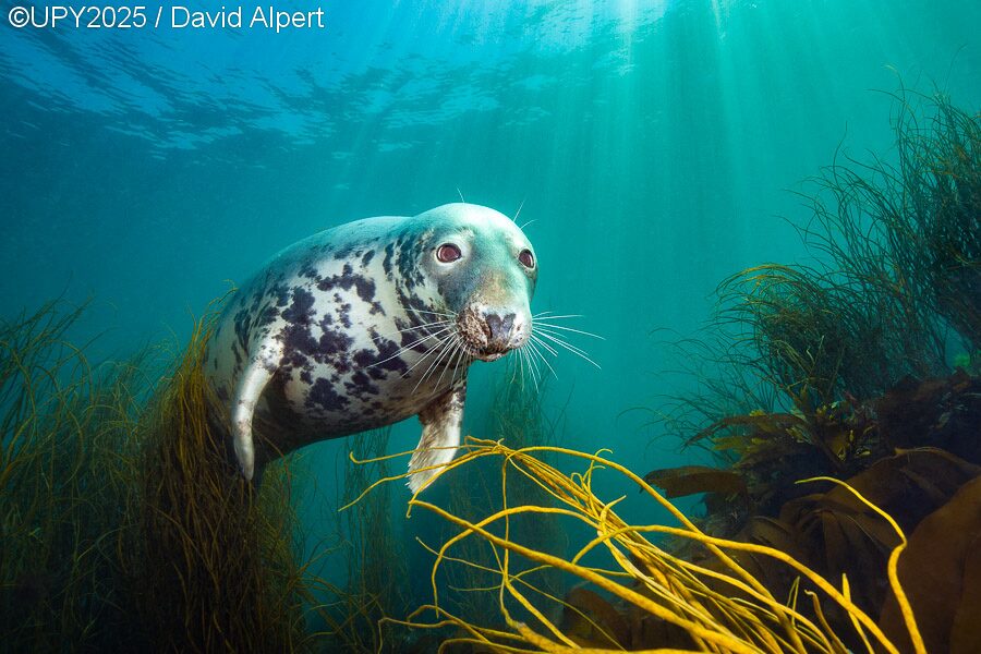 A grey seal staring at the camera.