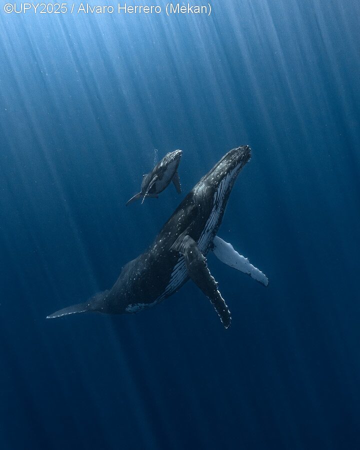 A mother and calf humpback whale rising to the surface.