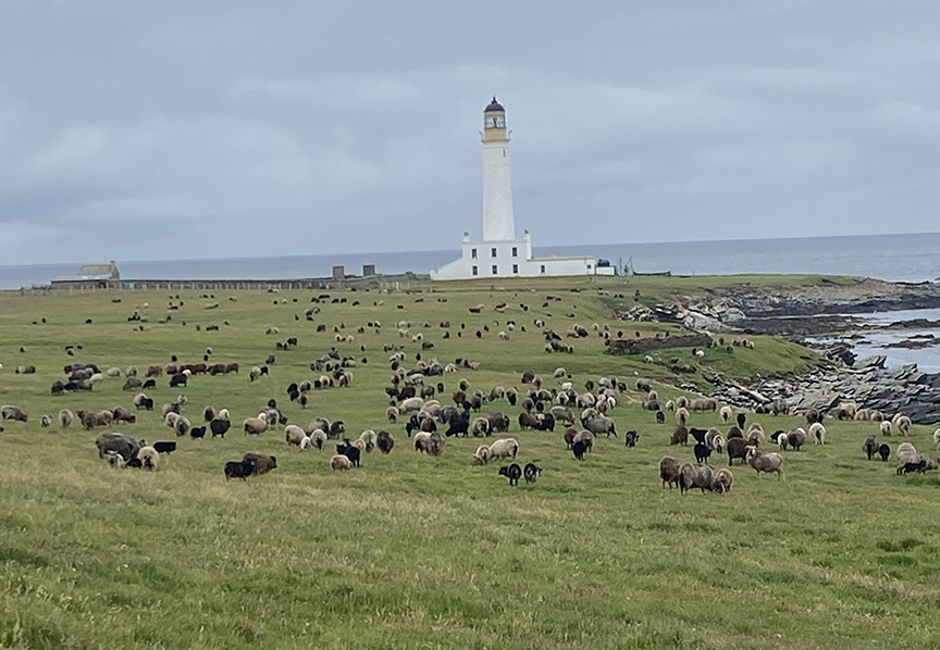 Scottish island, lighthouse and sheep