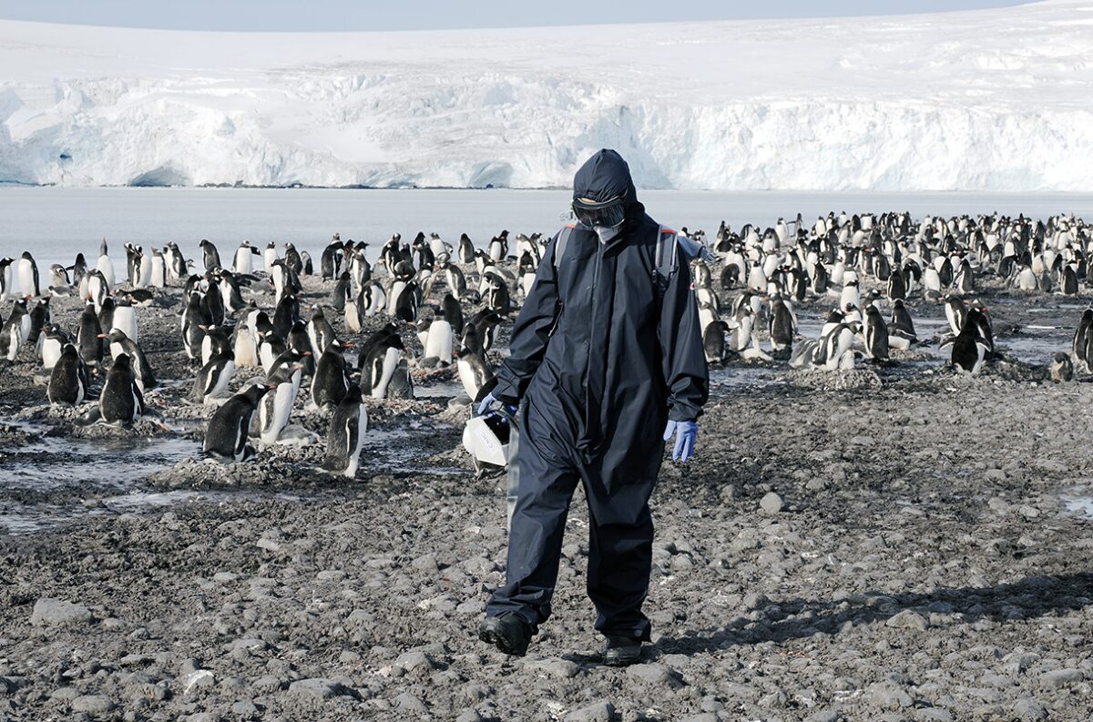 A researcher in full PPE walking through an Adelie penguin colony