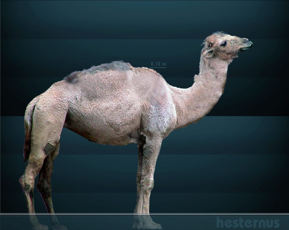 3D rendering of an animal resembling a camel, with label showing it is 2 meters tall