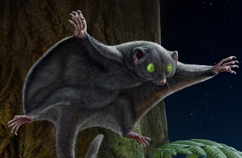 An illustration of a greyish-brown rodent-like animal leaping from a tree.