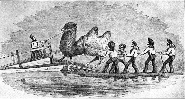 Illustration of men leading a camel onto a ship.