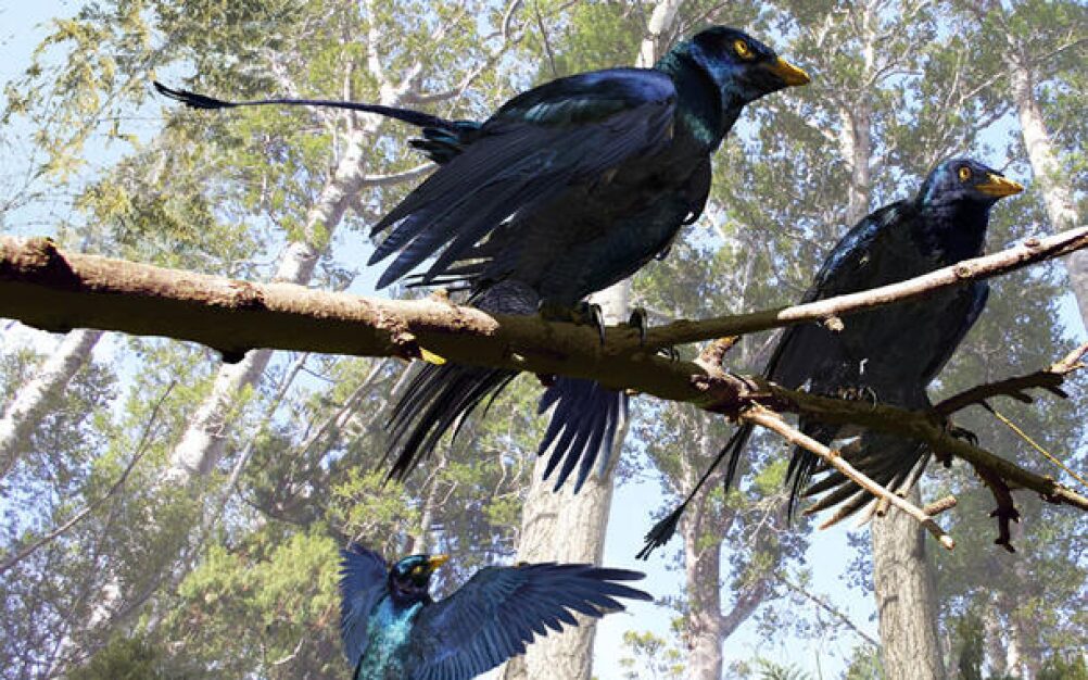 Three bird-like raptors with glossy, iridescent black plumage.