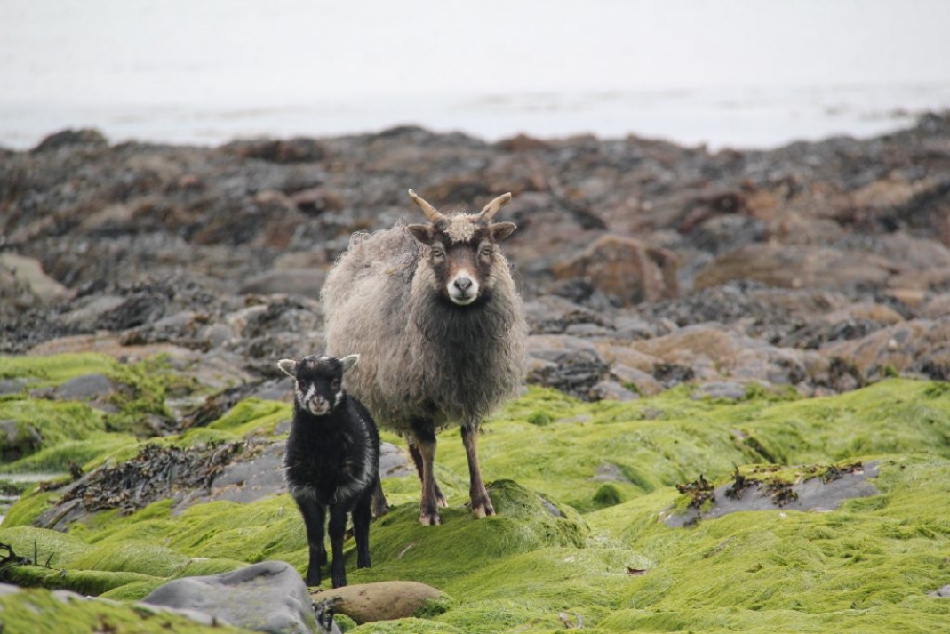 Two sheep, one adult one juvenile, stare at the viewer from a green, rocky landscape.