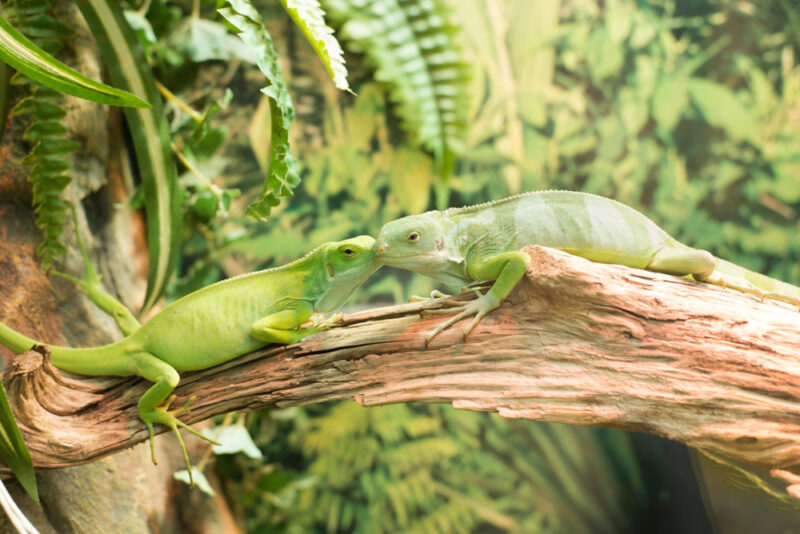 Iguana on Fiji