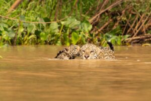 A jaguar swimming with her cub in Pantanal, Brazil.