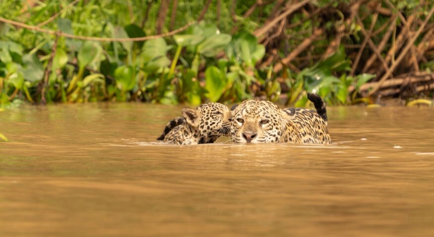 A jaguar swimming with her cub in Pantanal, Brazil.