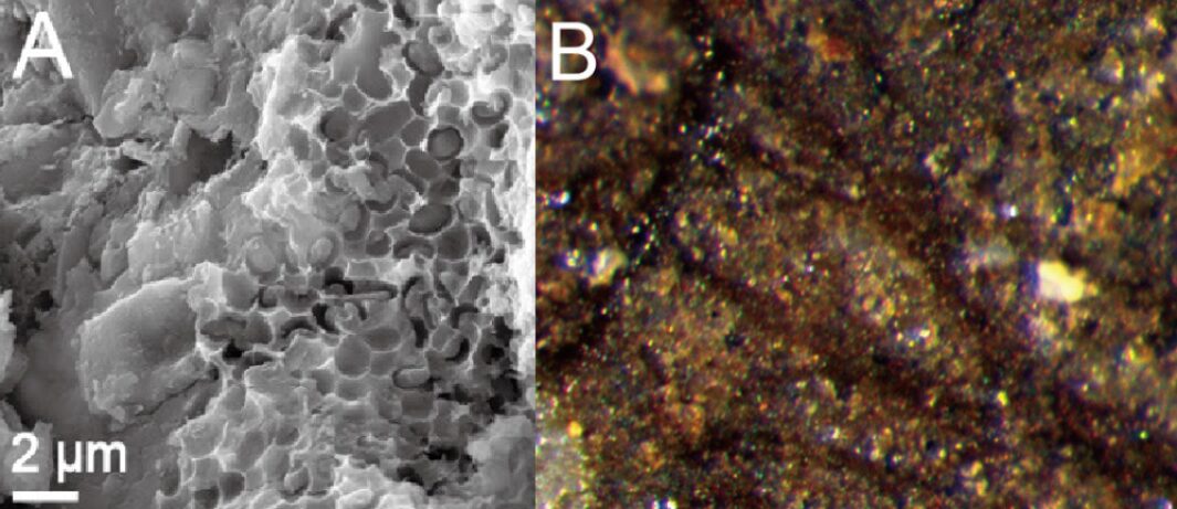 Left, microscopic image of the melanosomes. Right, zoomed in shot of a fossil