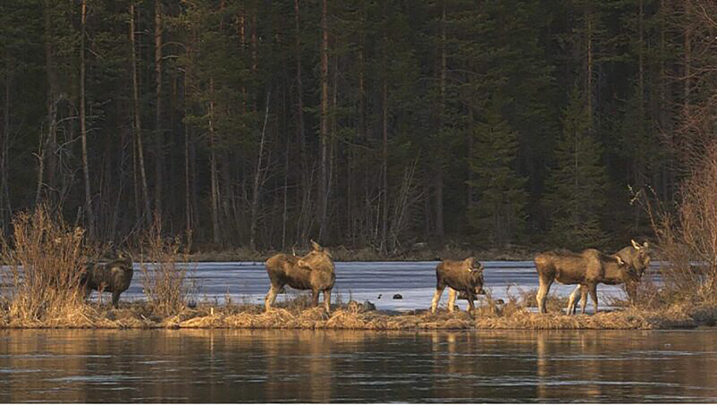 moose migration