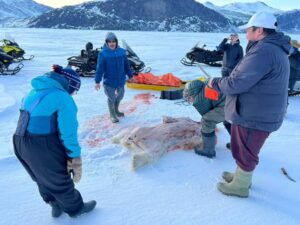 dead polar brear