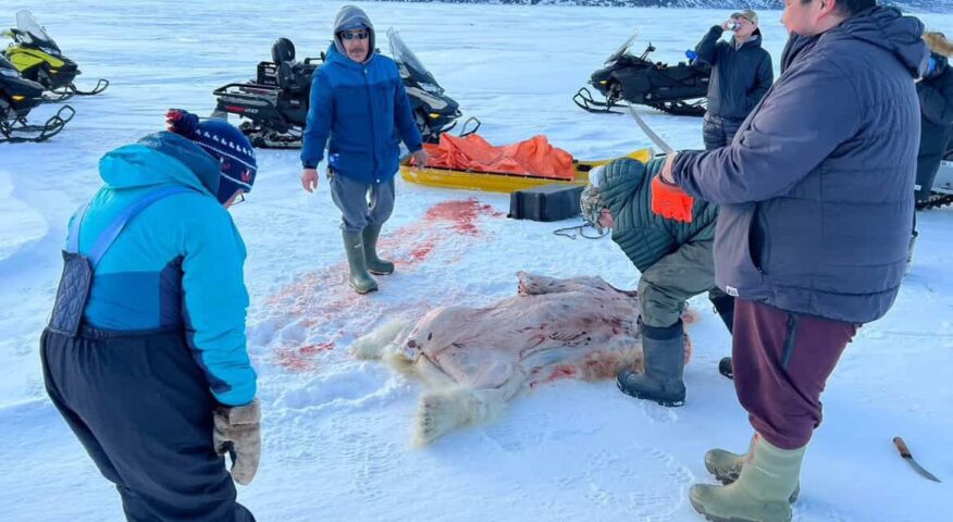 dead polar brear