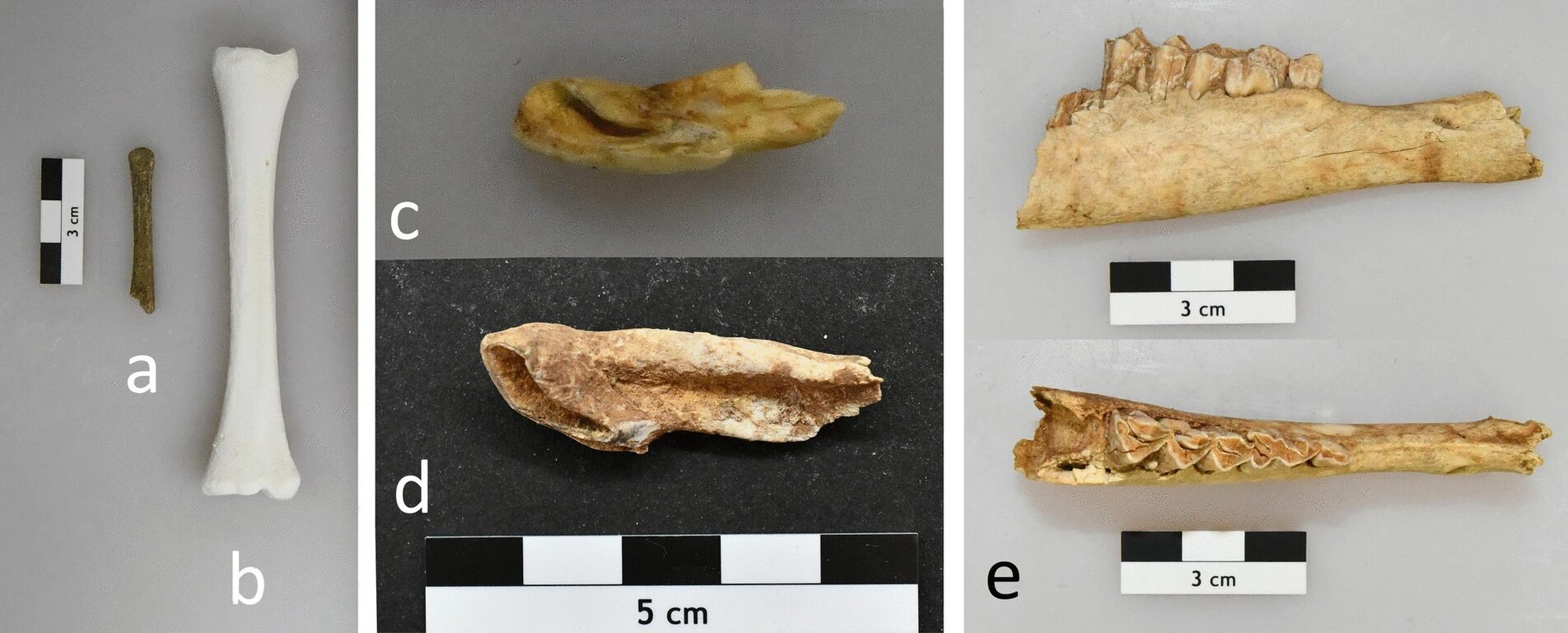 Various bones, mostly jawbones