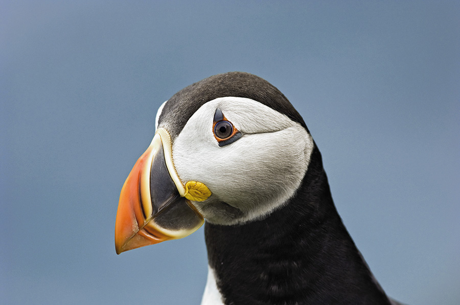 puffin portrait