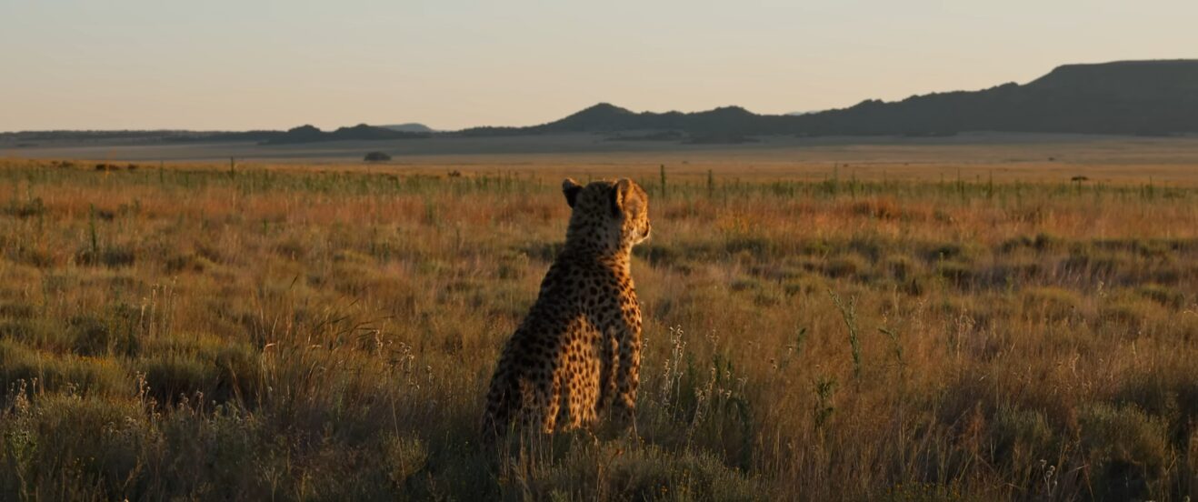 A cheetah looking out over the grasslands, mountains in the distance.