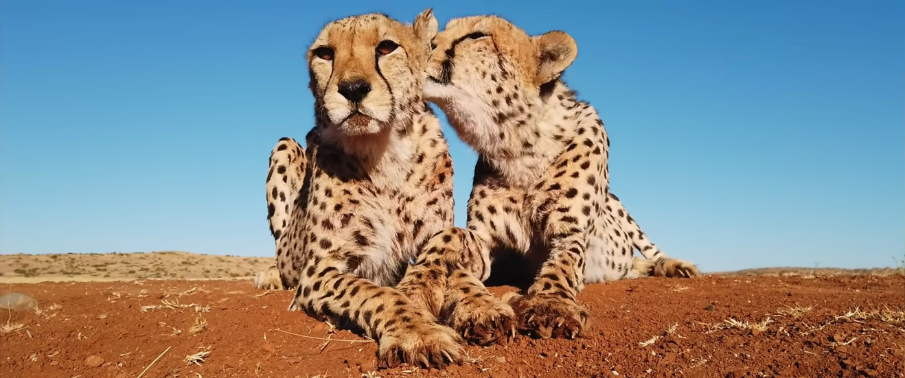 Two cheetahs sitting together, one grooming the other.