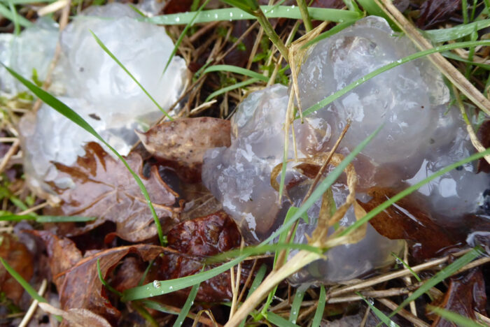 star jelly in the grass