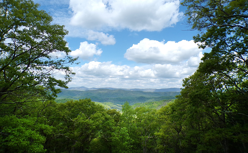 overview of forest