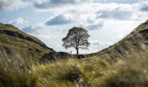 lone tree in a saddle in the hills