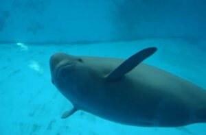 Yangtze finless porpoise