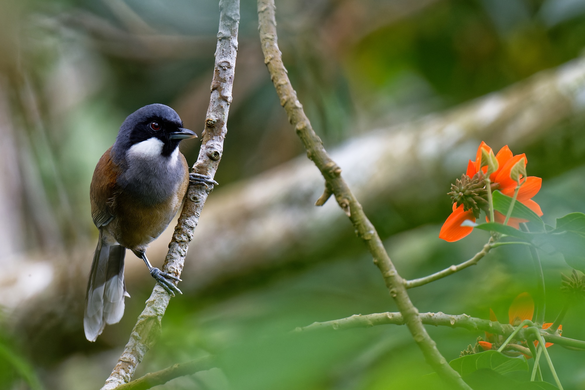A white-cheeked laughingthrush.