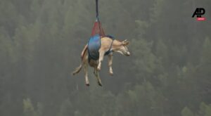 A cow airlifted on a long-line operation in a swiss village