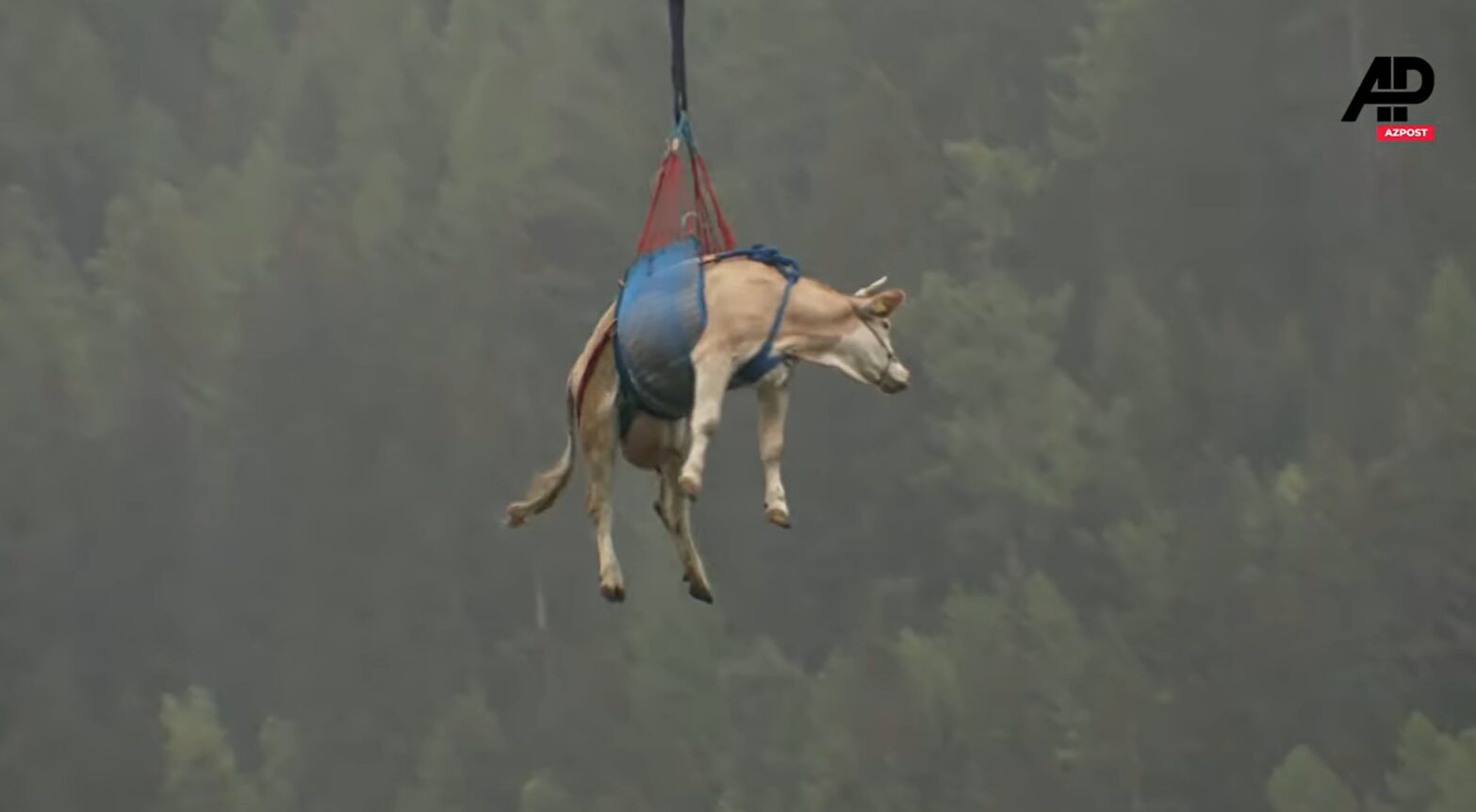 A cow airlifted on a long-line operation in a swiss village