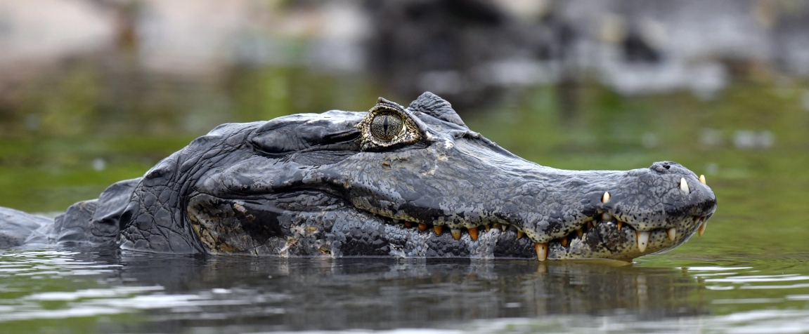 A caiman's head rising above the surface of the water. He fixes the viewer with a smugly knowing and yet charming smirk.