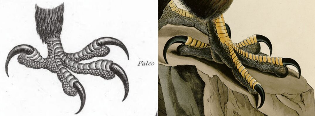 Two illustrations of a bird of prey's foot.