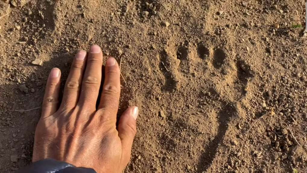 A man's hand beside a bear's footprint, roughly the same size.