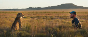 man and cheetah in grassland