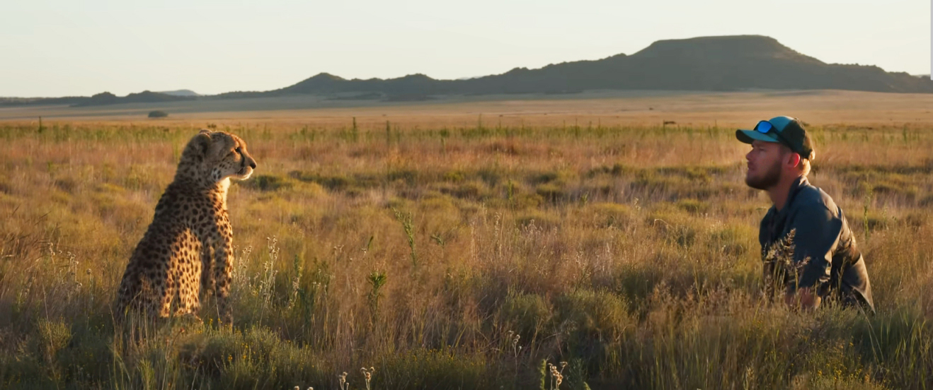 man and cheetah in grassland
