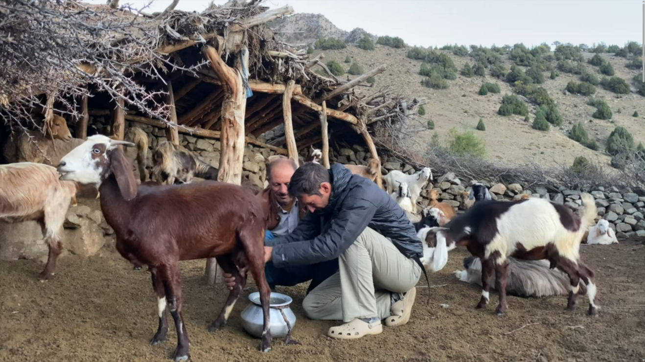 A yard with goats, one of which is being milked by one man while another watches, grinning