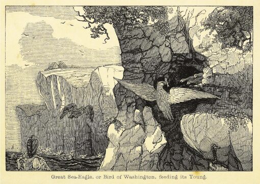 Woodcut of a Washington Eagle feeding its young in a cliff face nest